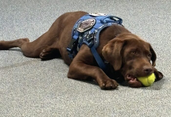 Lucca comfort dog