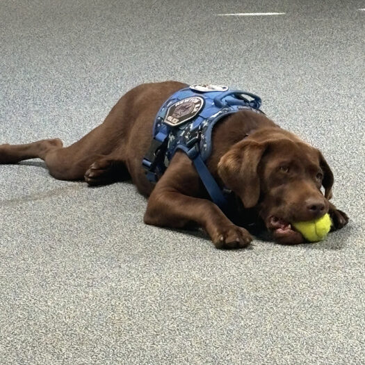 Lucca comfort dog