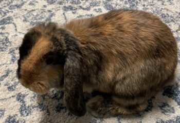 coco