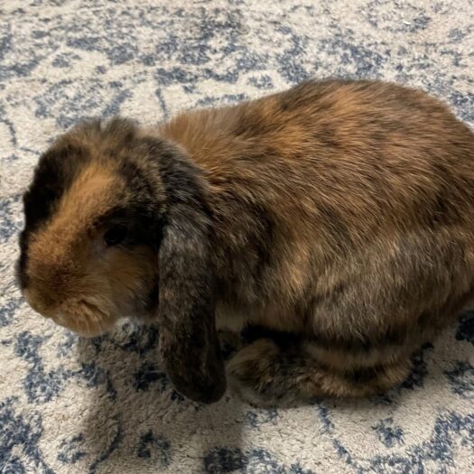 coco